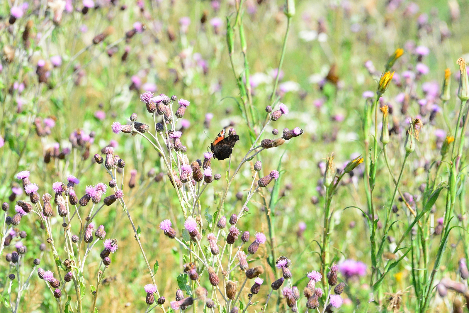 Természetközeli zöldterület gondozás Székesfehérváron